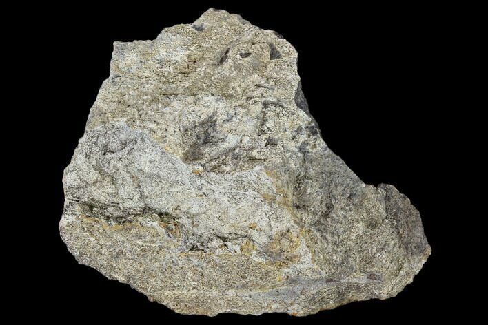 Fossil Triceratops Bone Section - North Dakota #117586